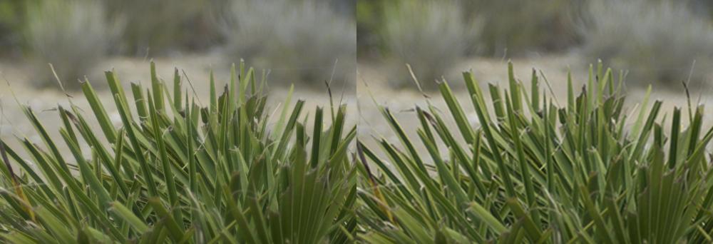 DSC_9072 as Smart Object-1.jpg