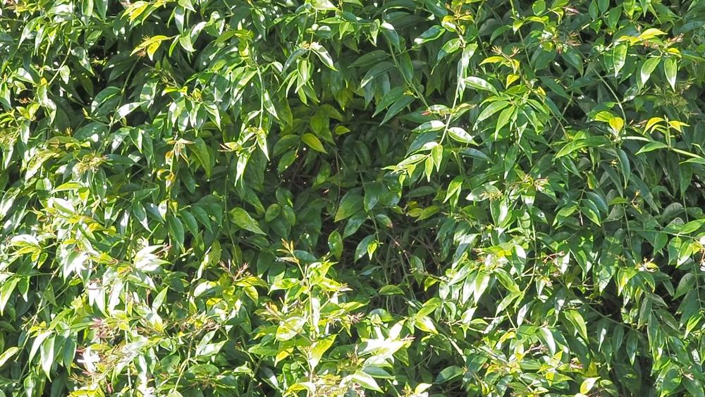 Olympus1.thumb.jpg.6026de400e638eb6b4f22