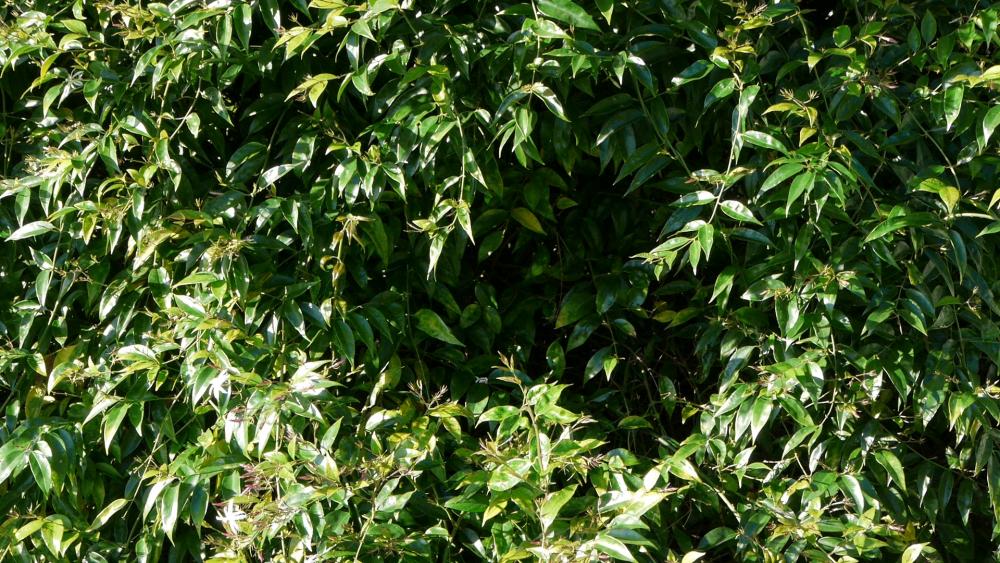 Panasonic1.thumb.jpg.f2c375f68d6773e938b