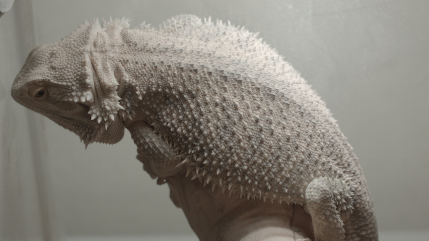 Blackmagic_Pocket_Cinema_Camera_1_2015-0