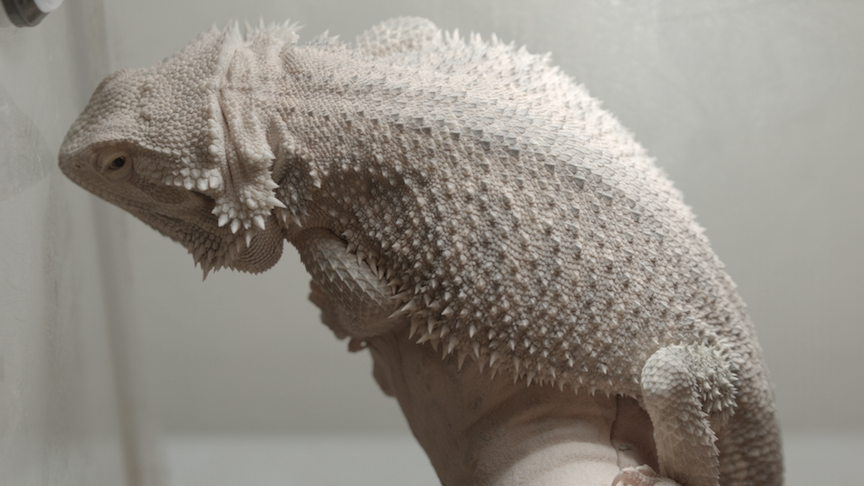 Blackmagic_Pocket_Cinema_Camera_1_2015-0