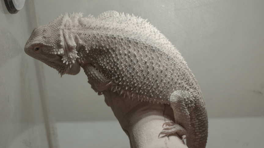 Blackmagic_Pocket_Cinema_Camera_1_2015-0