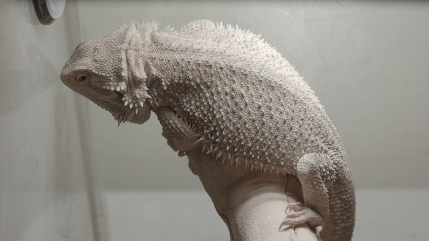 Blackmagic Pocket Cinema Camera_1_2015-01-25_0444_C0000_4100164.png