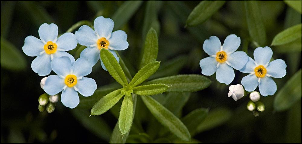 Forget-me-nots.thumb.jpg.cf6ba6c3894423f