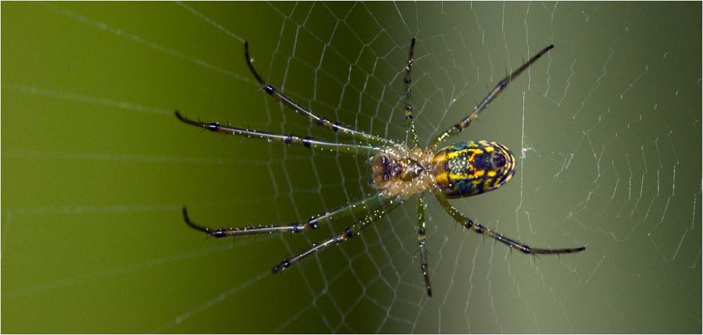 Orchard_Orb_Weaver.thumb.jpg.37bc80c23ad