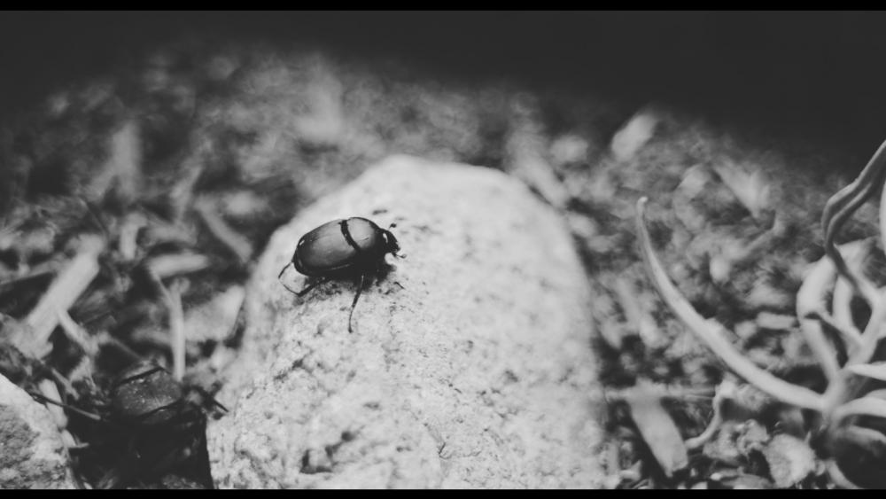 nx1 dung beetle.jpg