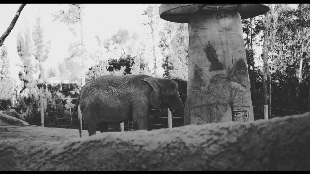 nx1 elephant.jpg