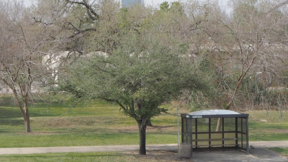 Firm4Trees.thumb.jpg.6a99b4efd9607b40afe