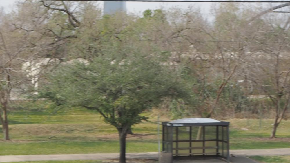 Frim4TreesMov.thumb.jpg.57dc9bd447335e9a