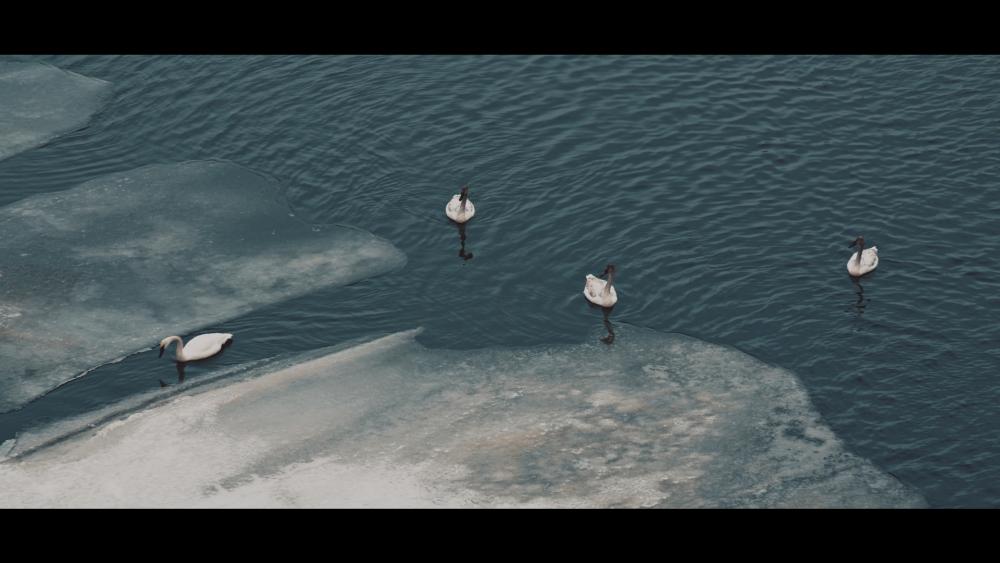 Swans on Saint Croix.jpg