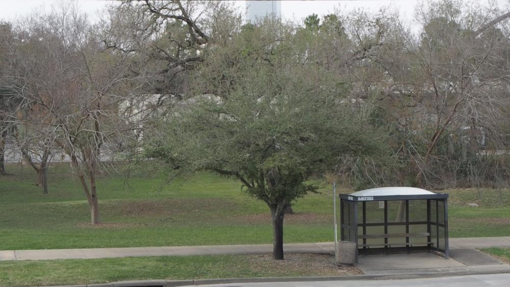 firm2Trees.thumb.jpg.3fd81e87756bcfeedb8