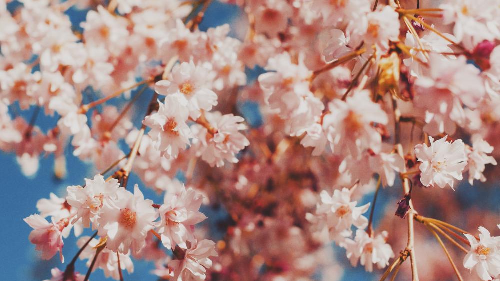 deluts botanical gardens.jpg