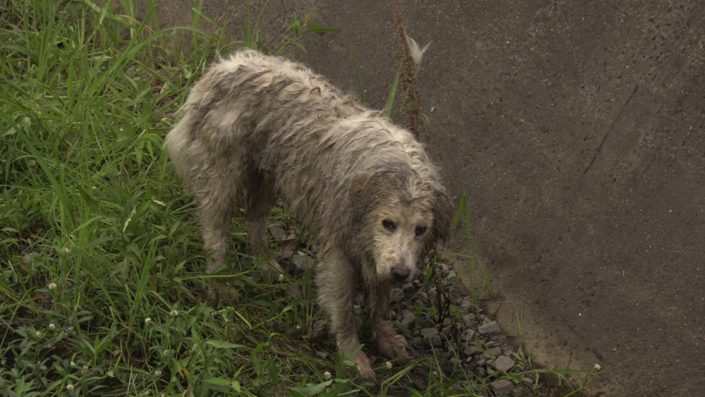 Screen Shot 2016-05-27 at 10.29.04 AM.png