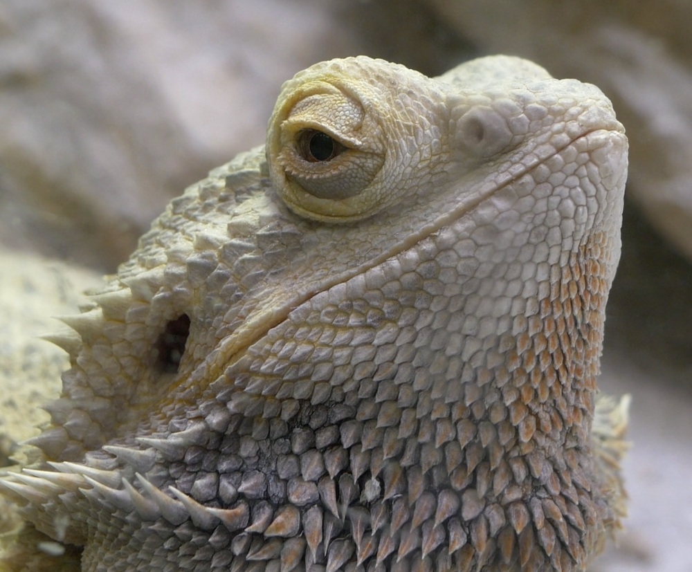 Screen Shot 2016-07-10 at 1.28.00 PM.png