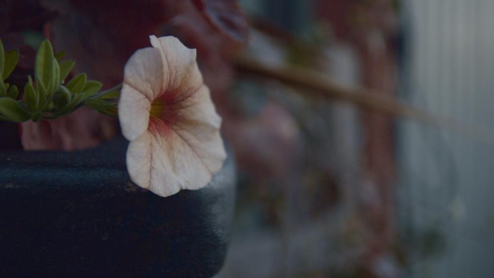 Timeline 100090016.jpeg