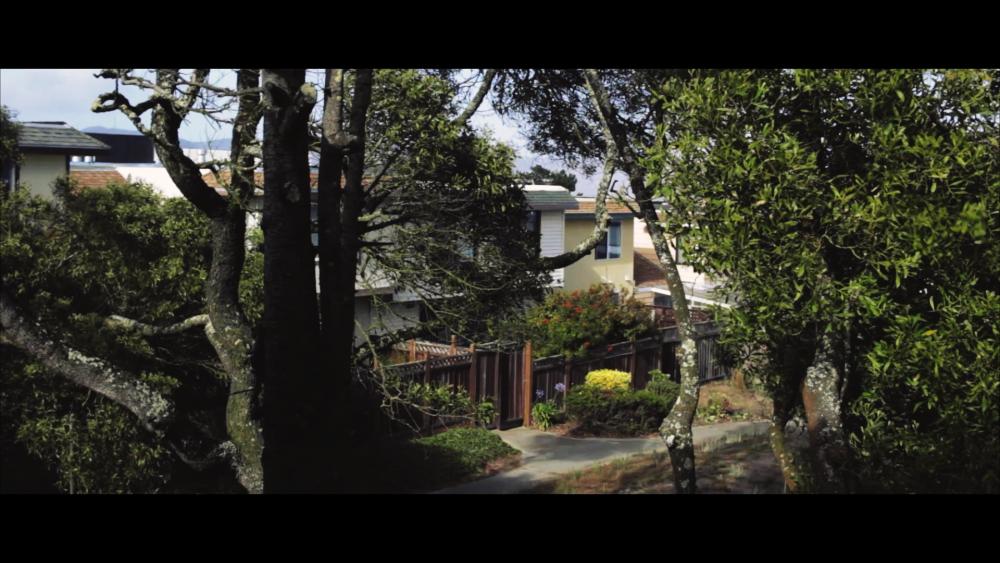 trees three00086401.jpg