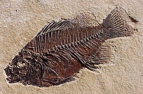 pikespeak.fossil-fish.jpg.d83f33caa32bec97de04769185582639.jpg