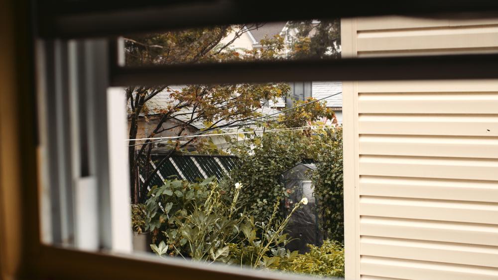 backyard 800 iso graded.jpg