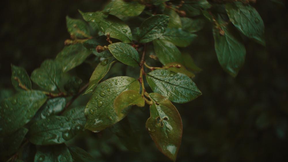 Blackmagic Pocket Cinema Camera_1_2017-06-05_0141_C0008.09_43_06_08.неподвижное изображение013.jpg