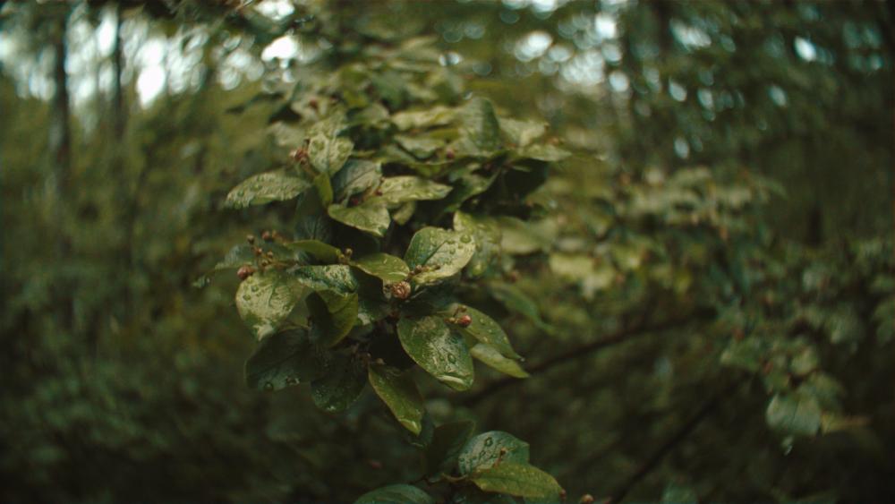 Blackmagic Pocket Cinema Camera_1_2017-06-05_0141_C0008.14_08_12_23.неподвижное изображение008.jpg