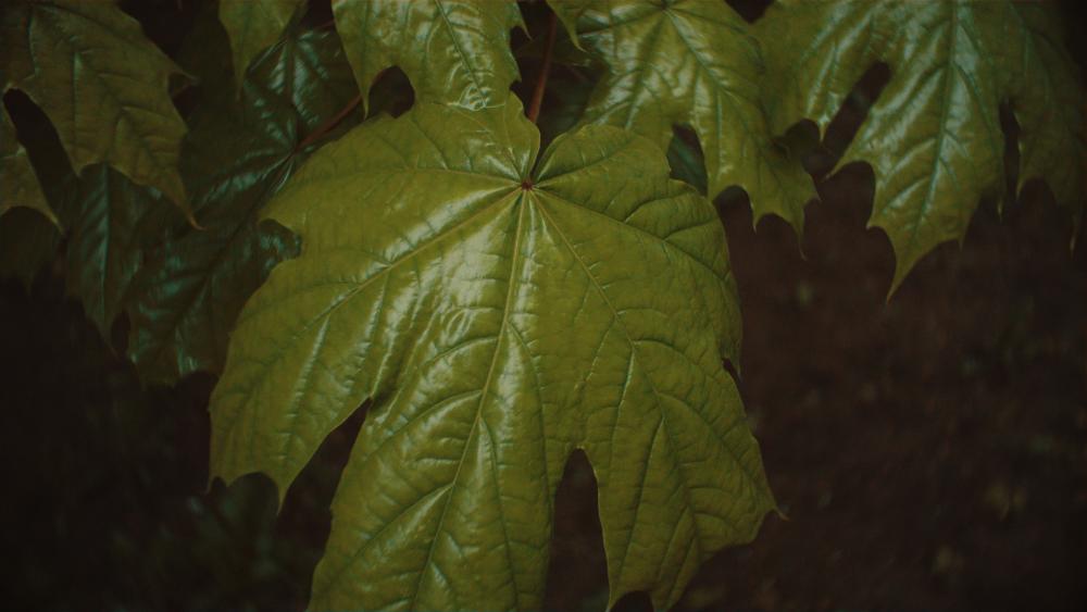 Blackmagic Pocket Cinema Camera_1_2017-06-05_0142_C0009_[000000-000712].00_01_11_05.неподвижное изображение006.jpg