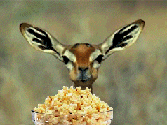 Deer_eating_popcorn.gif.e999719f63fd1d9377c8b143a3e29971.gif