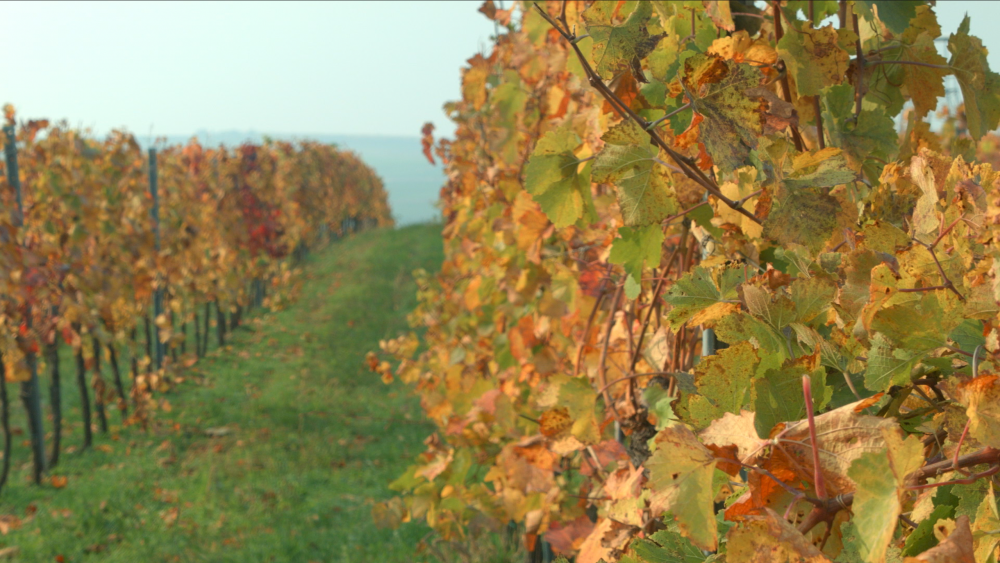 Snímek obrazovky 2018-10-19 v 13.04.51.png