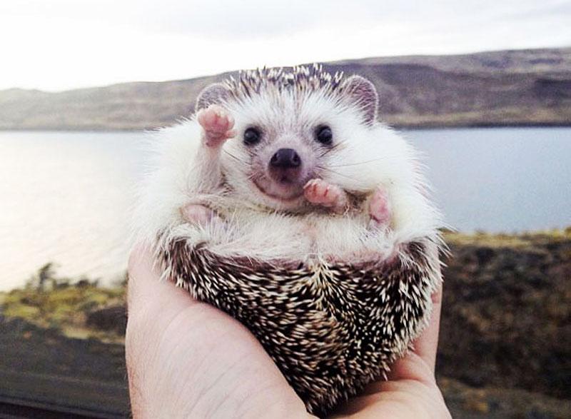 biddy-cute-hedgehog-adventures-FI.jpg.f364b6edc30f4780a9e75a62a891510c.jpg