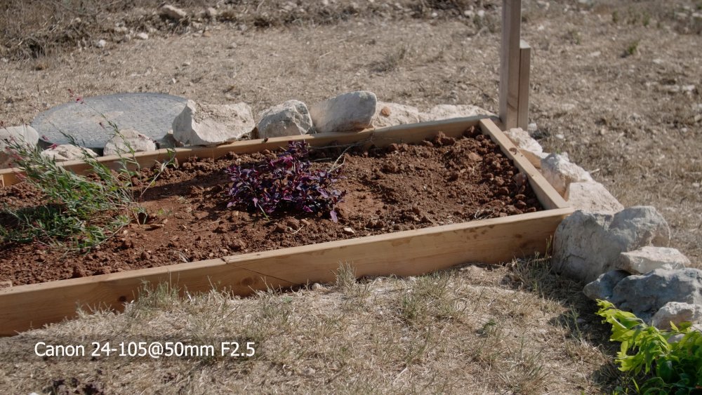 9 Canon 24-105@50mm F2.5.jpg