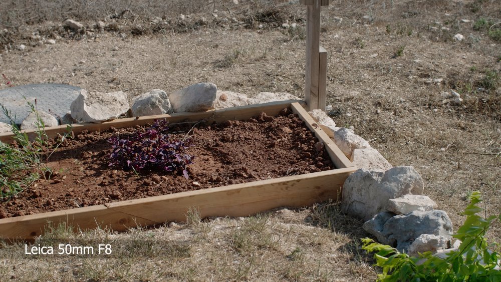 12 Leica 50mm F8.jpg