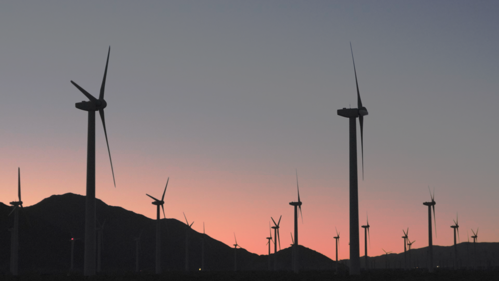 californight palm_1.47.1_1.47.1.png