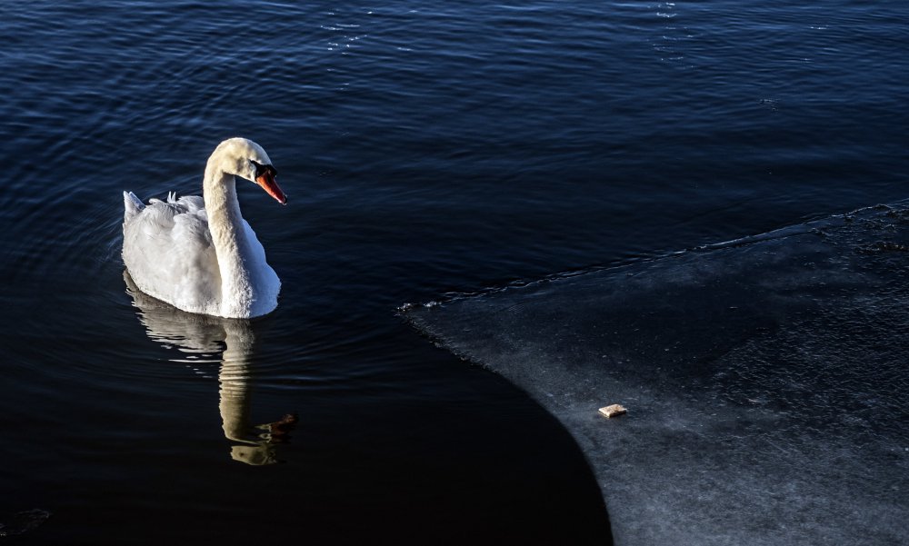 Swan with reflection.jpg