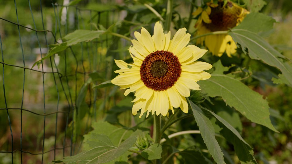 sunflower_1.4.1.jpg
