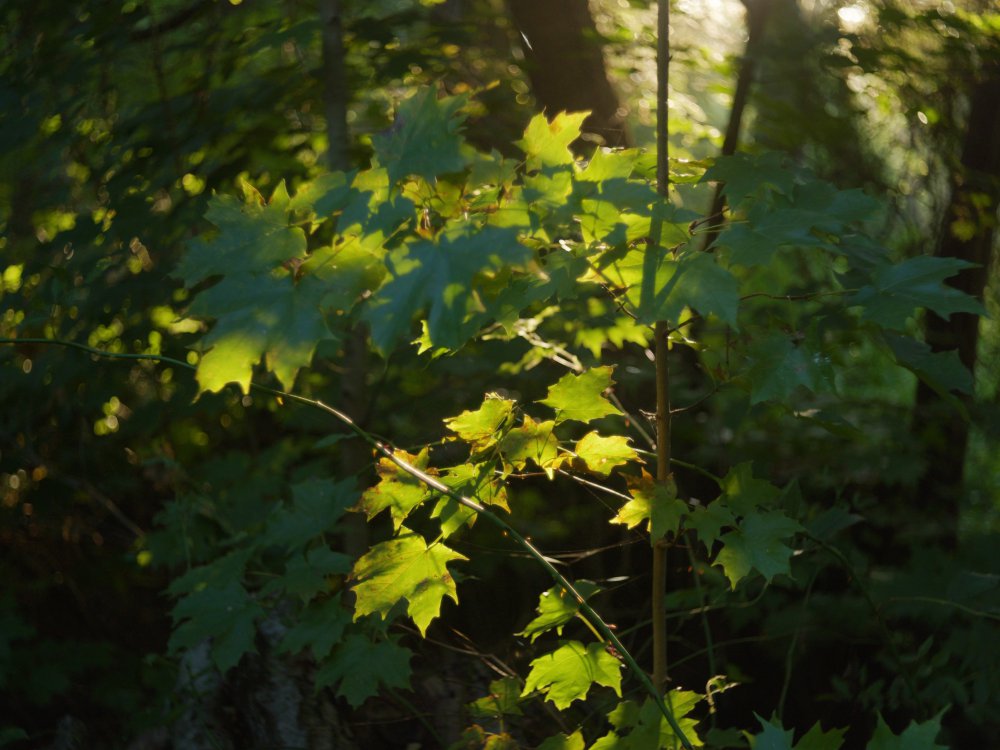 P1040133 3 (0-00-11-23).jpeg