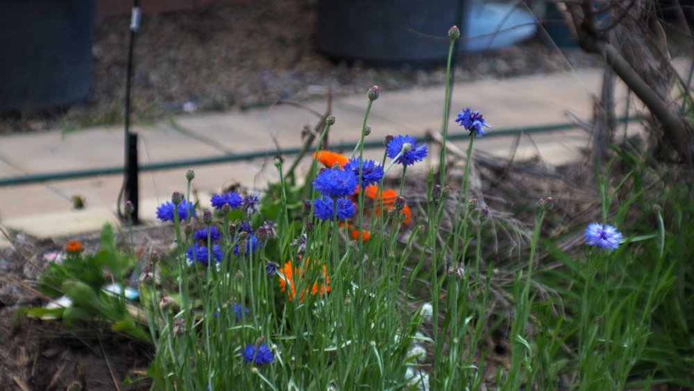 blue-orange-flowers.jpg