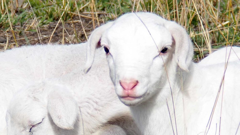 lambs2021-closeup.jpg