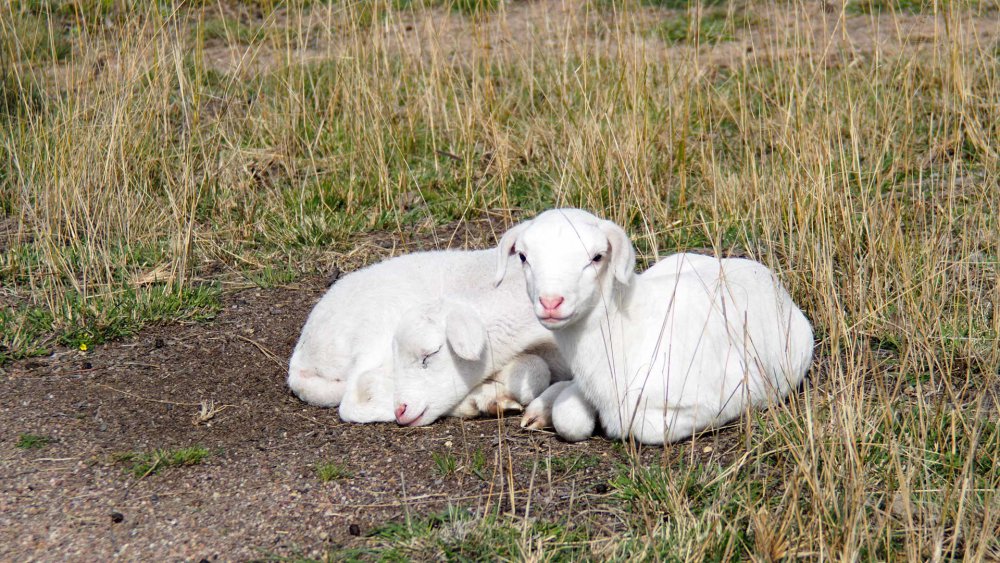 lambs2021.jpg