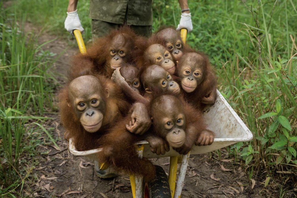 Orangutans_10.ngsversion.1481027427526.adapt.1900.1.jpg