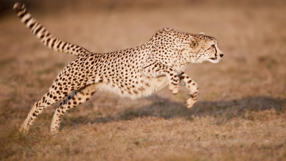 603166390_CheetahS_1.1.4-4K.thumb.jpg.6a4c2ff086291ca48645cf4cc14b9a43.jpg