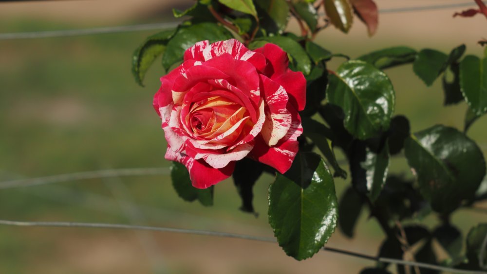 rose-tahiti.thumb.jpg.9063bccb1dddb89526423983c1862054.jpg