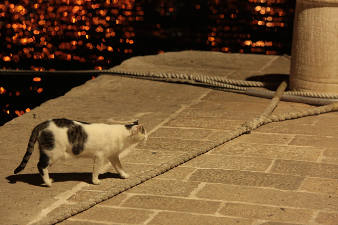 135mm F2L and the local harbour cat