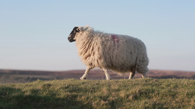 5D Mark III - sheep