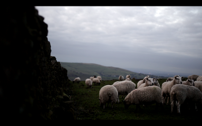 5D Mark III - sheep