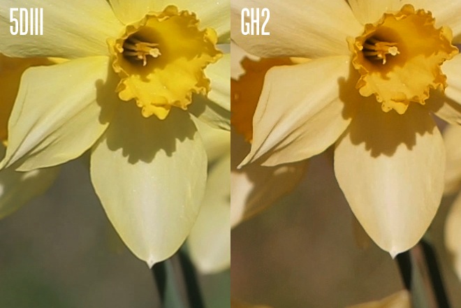 5D Mark III vs GH2