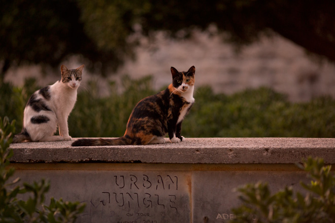 Canon 135mm F2L - cats