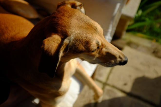 X100S - brown hound