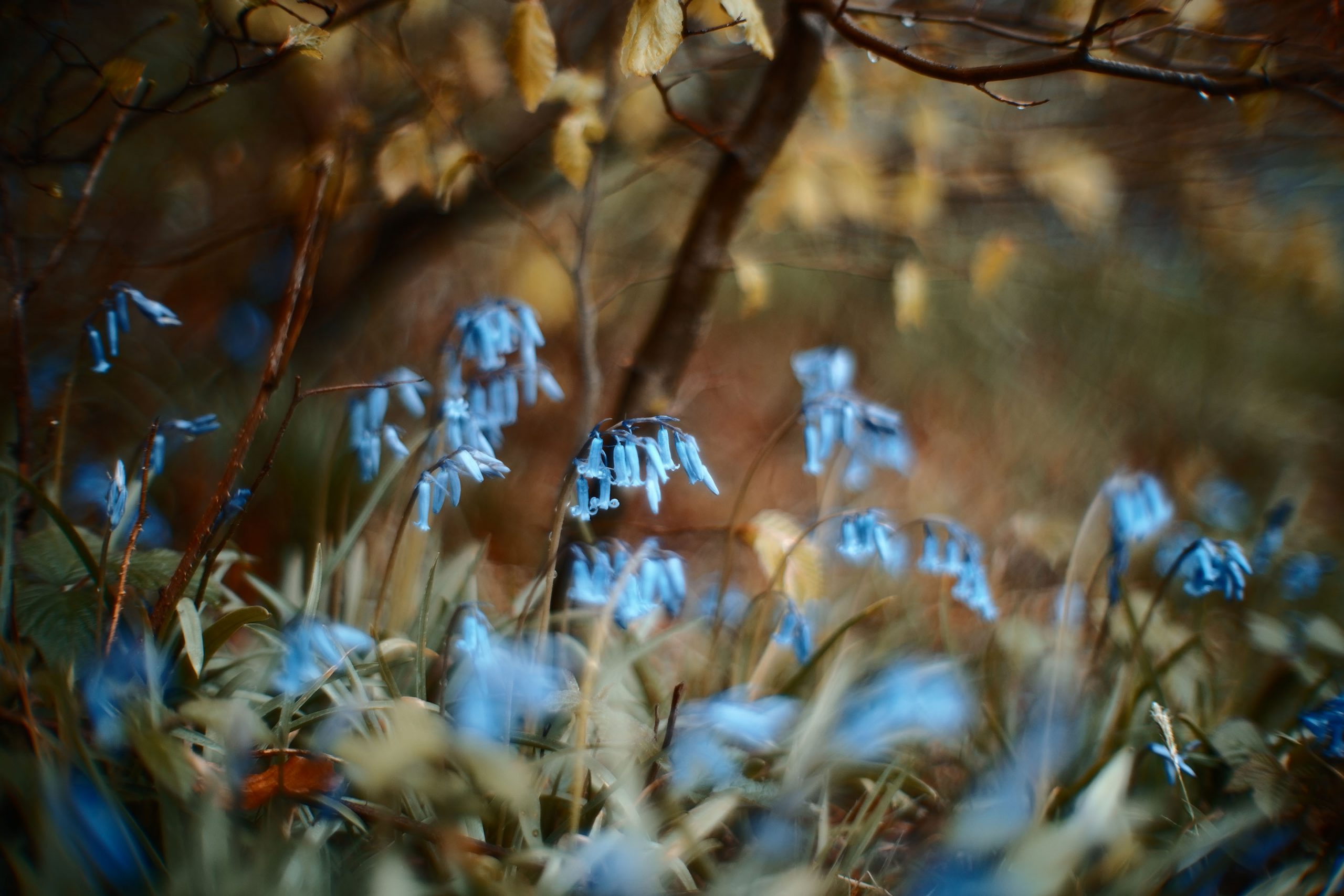 Sigma Fp, Canon 50mm F095 Dream Lens - Bluebells